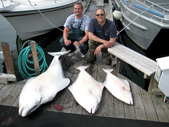 Three halibut lined up on the dock